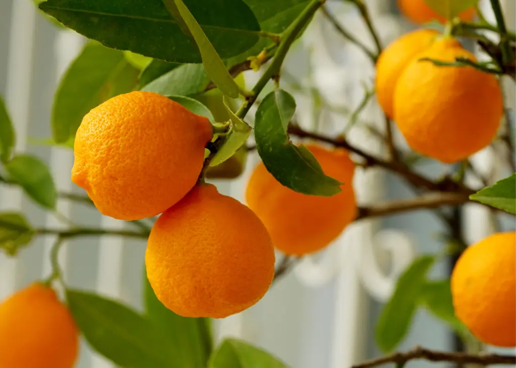 Oranges of Ribera