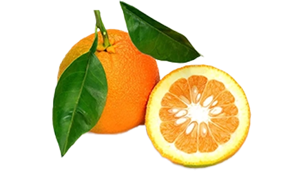 Bitter Oranges of Sicily