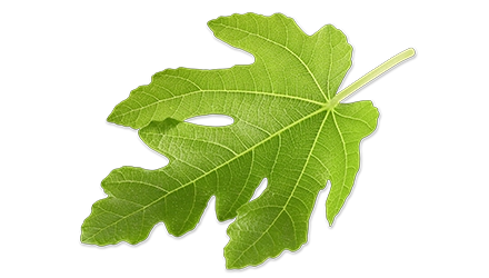 white fig leaf
