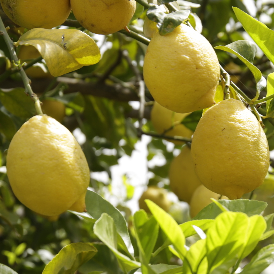 Limone di Siracusa I.G.P.