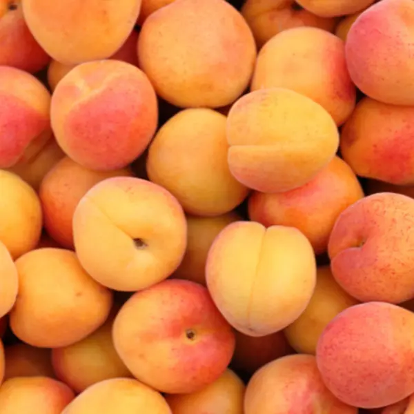 Albicocche di Sicilia
