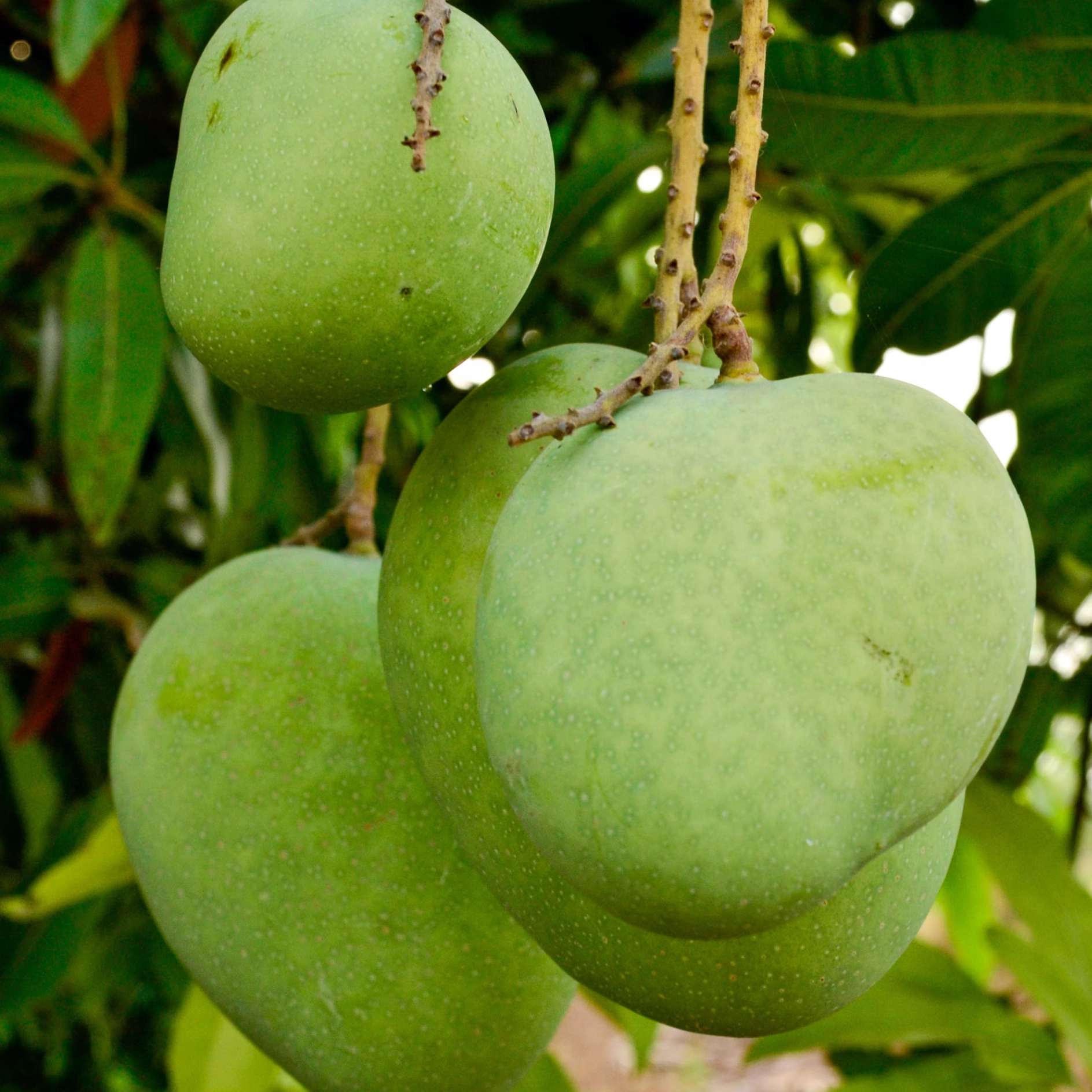 Sicilian Mango