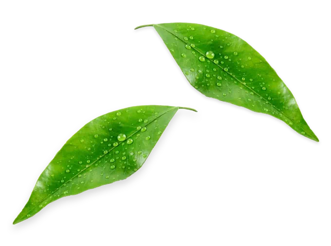 terza foglia di caffè